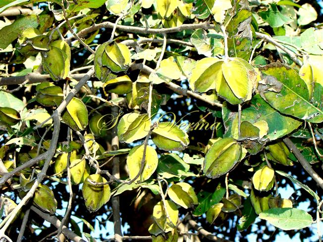  Fruits